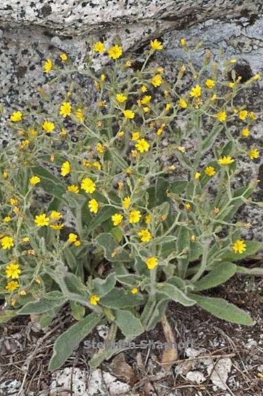 hieracium horridum 8 graphic